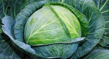 Když zelí zazvoní na poplach. Hubení škůdců